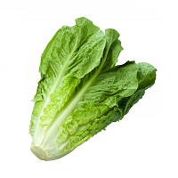insalata-lattuga-romana