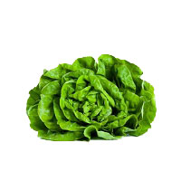 insalata-lattuga-trocadero