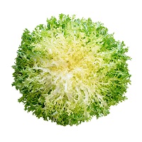 indivia-riccia