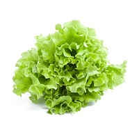insalata-lattuga-gentile