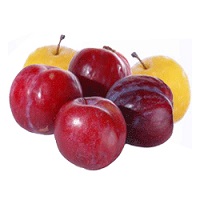 susine