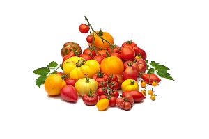 pomodori