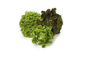 insalate-lattughe